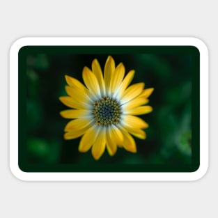 yellow flower plant Sticker